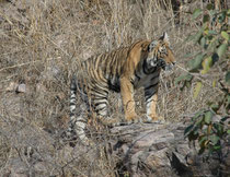 Bald begannen die Jungtiere, ihren Rückzugsort zu verlassen und kletterten über den felsigen Untergrund langsam nach rechts. Dank der Schutzbestrebungen nimmt die Zahl der Bengaltiger allmählich wieder zu. 2016 zählte man wieder 3900 Expl. über 18 Monate.