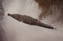 Spitzkrokodil (Crocodylus acutus) im Rio Tarcoles auf dem Weg zur Carara Biological Reserv („Krokodil“ heisst übrigens in indianisch „Carara“).Weltweit gibt es nur noch etwa 10‘000 bis 20‘000 Exemplare.