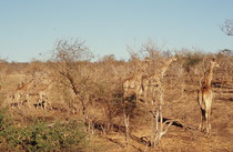 Zu den Tieren, die durch die dürre Landschaft zum Ufer des Chobe hinunterwandern, gehören auch Giraffen (Südafrikanische Giraffe, Giraffa camelopardis giraffa). Dieser Gruppe kam ich zu Fuss ziemlich nahe.
