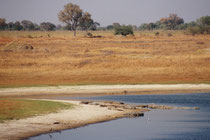 Auch dieser kleine See hätte eigentlich zum Baden geladen, wenn da nur nicht die Bewohner - Nilkrokodile (Crocodylus niloticus) - gewesen wären. (Moremi)