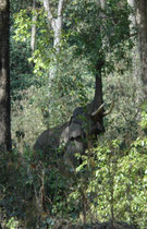 Da der Corbett Nationalpark nicht eingezäunt ist (wie manche Nationalparks in Afrika), können wilde Elefanten in das umliegende Gebiet hinaus wandern und dort nach Nahrung suchen oder – je nach Perspektive – auch Schaden anrichten.