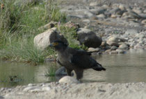 Die Schlangenweihe (Spilornis cheela), ein Greifvogel aus der Unterfamilie der Schlangenadler, ist über weite Teile der indomalaiischen Region verbreitet. Seine Nahrung besteht effektiv vor allem aus Reptilien, wobei Schlangen den grössten Anteil stellen.