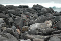 Auf denselben Lavafelsen wärmen sich die endemischen Galapagos-Meerechsen (Amblyrhynchus cristatus) auf. Auch hier sieht man wieder die Roten Klippenkrabben. Eventuell leben sie in einer Art Symbiose mit den Echsen (entfernen Hautparasiten).