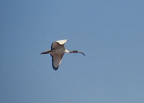 Ein Heiliger Ibis (Threskiornis aethiopicus) im Flug. Seine Flügelspannweite beträgt 112 bis 124 cm. (Moremi, Khwai River)
