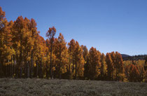 Noch einmal leuchtendes herbstliches Blättergold. Vor einem wolkenlosen tiefblauen Himmel.