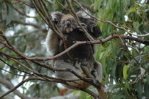 Auf dem „Koala Walk“ hat man die beste Gelegenheit, Koalas (Phascolarctos cinereus), diese baumbewohnenden Beutelsäuger in ihrer natürlichen Umgebung beobachten. Sie können nämlich bis zu 20 Stunden am Tag hoch in den Bäumen schlafen.