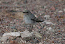 Schwarzschwanz (Cercomela melanura) im Dana NP. Die Art brütet in der Tat in solch wüstenartigen Berggegenden, in Wadis und an felsigen Hängen mit einzelnen Büschen und Akazien.