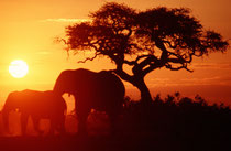 Sonnenuntergang bei der Savuti Tränke. Dies ist vermutlich der meistfotografierte Baum Afrikas. Dass gerade in diesem Moment noch ein paar Elefanten ihren Durst löschten, machte das Bild perfekt.