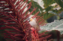 Vogel (Art ?) beim Vulkan Poas