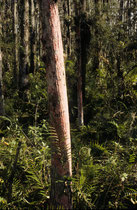 Wegen der rötlichen, abblätternden Rinde wird Bursera simaruba, der Weissgummibaum oder Amerikanische Balsam, scherzhaft auch „Touristenbaum“ genannt (wegen möglichen Assoziation mit starkem Sonnenbrand). Der Baum liefert das Gomartharz (für Firnisse).