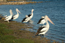 Da sind wir in „American River“ einer Stadt mit 226 Einwohnern auf Kangaroo Island. Der Name stammt von amerikanischen Seeleuten, welche 1803 aus lokalem Holz ein eigenes Schiff bauten. Die Vögel sind Australische Pelikane (Pelecanus conspicillatus).