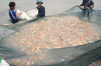 Jungfische auf einer Koi-Farm