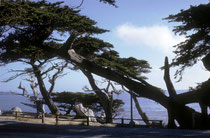 Der 17-Mile Drive bei  Monterey im Süden von San Francisco öffnet immer wieder Ausblicke auf pittoreske, mediterrane Küstenlandschaften, einschliesslich „Cypress Point Overlook“, „The Lone Cypress“, „Bird Rock“ oder „Seal Rock“ (s. auch Galerie USA III).