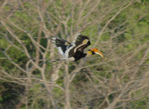 Als dieser Riesenapparat daherflog, wären wir fast erschrocken. Der fast 1 m lange, in Südasien beheimatete Doppelhornvogel (Buceros bicornis) gilt als einer der grössten waldbewohnenden Vögel weltweit und ist in der Tat eine eindrückliche Erscheinung.