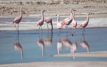 Als wir in der Salar der Atacama waren, sind die Flamingos recht übertrieben herumgestelzt. Wir hatten den Eindruck, es halte sich um irgend ein Paarbindungs- oder Balzverhalten.