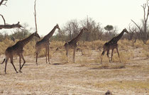 Vier weitere Vertreter der Südafrikanischen Giraffe , mit individuellen Unterschieden der Musterung. Diese dient übrigens der Hitzeabgabe, verläuft doch im Unterhautgewebe um jeden Flecken eine ringförmige Arterie, die Äste in den Flecken hinein aussendet