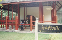 Im Elephant Conservation Center in Chiang Mai leben heute die sogenannten weissen Elefanten des Königs. Anstatt stets in einem Tempel angebunden zu sein, befinden sie sich nun in frischer Luft und werden auch ausgeführt.