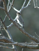 Den Kleinen Raupenwürger, „Common Woodshrike” (Tephrodornis pondicerianus) findet man in lichtem Wald und Buschgebieten. Er sucht Insekten und – erstaunlicherweise -  auch Beeren in der Vegetation aber bisweilen auch am Boden.