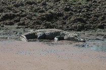 Das Sumpfkrokodil (Crocodylus palustris) bewohnt neben Flüssen, Seen und Sümpfen auch Bewässerungskanäle und künstlich angelegten Wasserreservoirs. Diesen wohl recht schlammigen Uferbezirk teilt es mit hunderten von Fröschen (kleine Erhebungen im Wasser).