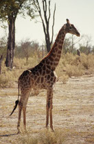 Ein anderes Exemplar, praktisch an derselben Stelle. Obwohl sie fast die Zeichnung einer Netzgiraffe hat (die eigentlich in Nordkenia beheimatet ist), gehört sie ebenfalls zur Unterart Giraffa camelopardis giraffa, also der Südafrikanischen Giraffe.