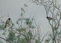 Bei der Taufstelle Bethanien sahen wir im Tamariskenwald - neben dem Moabsperling (Passer moabiticus) und dem Stentorrohrsänger (Acrocephalus stentoreus) - diese beiden Gelbsteissbülbüls (Pycnonotus xanthopygos). („Bülbül“ bedeutet Nachtigall).