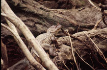 Der Brillenkaiman (Caiman yacare) wird maximal nur ca. 2,70 m gross, gehört also eher zu den kleineren Krokodilen. Er ernährt sich von Fischen, andere Reptilien, Amphibien und Wasservögeln. Er verlässt das Wasser nur selten (z.B. bei Trockenheit) 