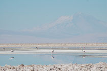 Innerhalb der Salar de Atacama befindet sich das 740 km2 grosse Naturreservat Los Flamencos National Reserve. Neben vielen anderen interessanten Tieren, kann man dort, wenn man Glück hat, alle drei in Chile lebenden Flamingoarten sehen.