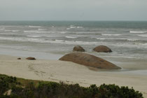 Hier sind wir an der Meeresküste auf der grossen Sanddüne im Coroong NP. Die Felsen im Sandstrand sehen aus wie gestrandete Wale.