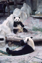 Pandas im Zoo von Chiang Mai. Ihre Hauptbeschäftigung ist das Verzehren von Bambus. Die Tiere leben in einem vollklimatisierten Gebäude in einer künstlich gestalteten Gebirgslandschaft, reichlich luxuriös, im Vergleich zu den übrigen Gehegen des Zoos.