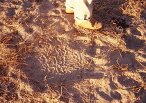 Auf unseren Safaris zu Fuss lernten wir auch Spuren zu lesen. Hier der Abdruck des Vorderfusses eines Elefantenbullen (rauere Sohlenunterseite). Laufrichtung ist von rechts nach links (leichtes Schlurfen). Die Spur stammt vom gleichen Morgen.