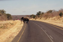 Man muss also beim Fahren (wie grundsätzlich in Afrika) auf allerhand gefasst sein. So können plötzlich auch Elefanten vor einem die Strasse überqueren...