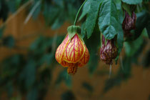 Diese wundersame Blüte haben wir in Tilba Tilba gesehen und hatten (und haben immer noch) keine Ahnung, um welche Pflanze es sich handeln könnte.