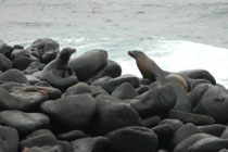 Galapagos-Seelöwen auf den Lavafelsen zusammen mit ein paar Sally Lightfoot-Krabben, die nicht gefressen werden. Die Seelöwen sind Fischjäger. Das Klimaphänomen El Niño kann deshalb zu Nahrungsmangel mit massiv erhöhter Mortalität führen.