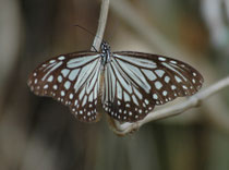 Auch Schmetterlinge gab es zuhauf. Hier der „Oriental Blue Tiger“ (Tirumala limniace). Weil er (und die Raupe) über Pflanzensäfte Herzglykoside in seinen Stoffwechsel aufnimmt, ist er giftig und vor seinen  Fressfeinde (Vögel, Mäuse, Eidechsen) geschützt.