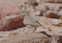 Die Steinlerche (Ammomanes deserti) ist eine an Wüstenhabitate angepasste  Lerchenart. Sie ist in Nordafrika, sowie in  Vorder- und Zentralasien verbreitet. Das Gefieder gleicht in seiner Färbung dem sandigen Untergrund, auf dem der Vogel hervorragend get