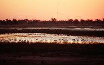 Blick auf den Chobe Fluss nach Sonnenuntergang. Im Vordergrund eine Schar Löffelreiher (Platalea leucorodia)