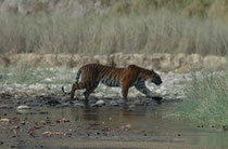 Zusammen mit dem angrenzenden Sonanadi-Schutzgebiet bildet der Corbett NP das „Corbett-Tiger-Reserve“, das 1973 im Zuge des Projekt-Tiger gegründet wurde. Tigerbeobachtungen lassen sich also auch hier machen (wie dieses 24 Monate alte Tier).