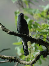 Der Tauerraupenfänger (Coracina melaschistos) vertilgt in der Tat bevorzugt Raupen, die er von den Blättern der Bäume immergrüner Wälder bis auf eine Höhe von 2450 m in den Himalayavorläufern pickt. Er gehört in die Familie der Stachelbürzler.