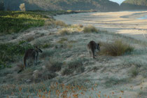 Die einzigen zwei Besucher an diesem unberührten, menschenleeren Strand waren zwei Östliche Graue Riesenkängurus (Macropus giganteus).