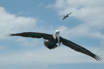 Zu den „Opfern“ der Fregattvögel (hier im Hintergrund) gehört auch der Braune Pelikan (Pelecanus occidentalis), der sich im Sturzflug ins Wasser stürzt, um seine Fische zu erbeuten. Auf den Galapagosinseln lebt die Unterart Pelecanus o.urinator.