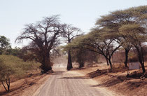 Von Savuti fuhren wir gegen Norden an den Chobe Fluss. Hier die Einfahrt nach Kachekabwe, einer kleinen Ortschaft am Chobe. 82 km des Uferstreifens mit der Strasse und ein paar weitere kleine Ortschaften sind nicht Teil des Nationalparks (problematisch!).