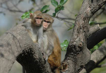 Rhesusaffen (Macaca mulatta) leben in Asien von Afghanistan über Indien (gelten dort als heilig !) bis ins südliche China in Gruppen von 10 bis 80 Tieren (Männchen, Weibchen und Jungtiere). Verwandte Weibchen bilden den matrilinearen Kern der Gruppe.