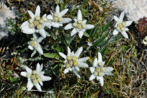 Edelweiss