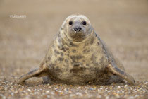 Moder eerste pup, dec 2024 (3)