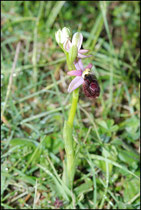 Ophrys catalaunica St Louis et Parahou (11) Le : 19-05-2009