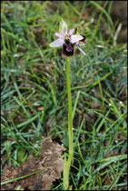 Ophrys catalaunica St Louis et Parahou (11) Le : 19-05-2009
