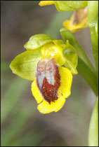 Ophrys lutea Bugarach (11) Le : 19-05-2009