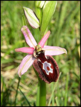 Ophrys catalaunica St Louis et Parahou (11) Le : 07-05-2005