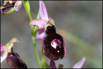 Ophrys magniflora Treilles (11) Le : 16-05-2009