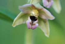 Epipactis Praz sur Arly (74) le : 23-07-2008